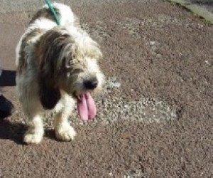 Summer can be a vulnerable time for pets