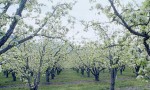 ISA: Ethical investments develop root