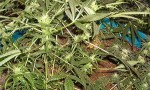 Ofgem wants new laws to tackle electricity theft, much of which is used for illegal growing of cannabis