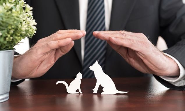 pet insurance