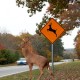 Animals are at the centre of many of the most unusual car insurance claims