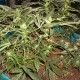 Ofgem wants new laws to tackle electricity theft, much of which is used for illegal growing of cannabis