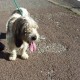 Summer can be a vulnerable time for pets